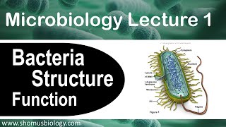 Helminths Cestodes and Trematodes transmission clinical importance and treatment [upl. by Amsirahc]