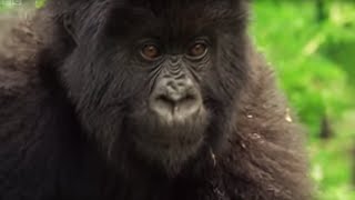 Meet This Family of Mountain Gorillas  Cousins  BBC Earth [upl. by Oralia]