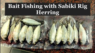 Bait fishing with Sabiki Rigs Herring [upl. by Cestar]