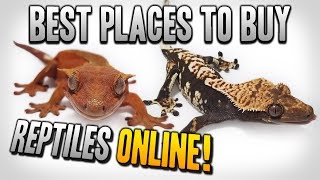 Best Places To Buy Reptiles Online 2021 [upl. by Drolet]