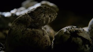 Hatching of Ancient Tuatara Reptiles  Wild New Zealand  BBC Earth [upl. by Xylia]