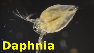 Daphnia [upl. by Taffy594]