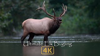 Natures Best Sounds  Elk Bugling in 4k [upl. by Pucida]