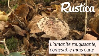 Champignon  lamanite rougissante [upl. by Nida]