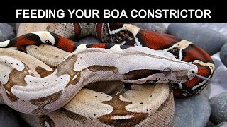 Feeding Your Boa Constrictor [upl. by Bonnell]