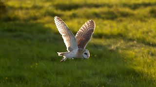 The Unbelievable Flight of a Barn Owl  Super Powered Owls  BBC Earth [upl. by Zaller308]