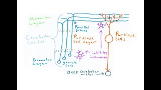 The Cerebellum [upl. by Tiffa]