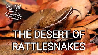 The Desert of Rattlesnakes  full nature documentary venomous rattlesnakes of Arizona [upl. by Bechler]