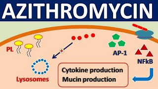 Azithromycin  Mechanism side effects precautions amp uses [upl. by Derron]