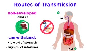 Routes of Viral Transmission [upl. by Garvy]