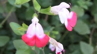 Salvia microphylla Hot Lips [upl. by Shargel]