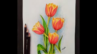 Easy Tulip Flower For Beginner  Using Colour Pencils [upl. by Secilu395]