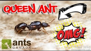 How to Catch A Queen Ant [upl. by Zoldi626]