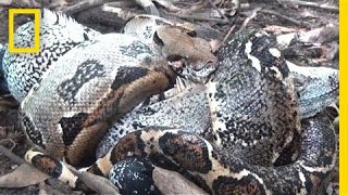 The Boa in My Backyard  National Geographic [upl. by Rogers]