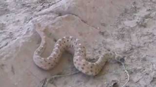 Sidewinder Rattlesnake in the Wild [upl. by Carie]