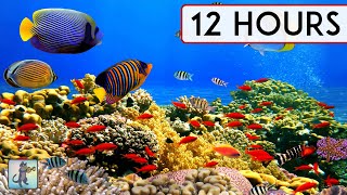 BEAUTIFUL CORAL REEF AQUARIUM COLLECTION • 12 HOURS • BEST RELAX MUSIC • SLEEP MUSIC • 1080p HD [upl. by Duky]