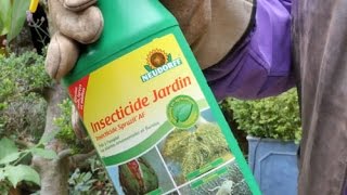 LUTTER EFFICACEMENT CONTRE LES INSECTES AVEC UN PRODUIT NATUREL PYRÈTHRE ET HUILE DE COLZA [upl. by Fredi140]