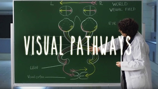 Neuroanatomy S1 E6 Visual Pathways neuroanatomy ubcmedicine [upl. by Shandie]