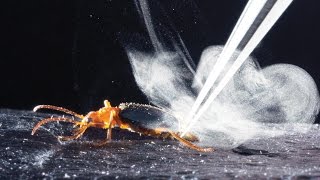 How bombardier beetles bomb [upl. by Anaujd]