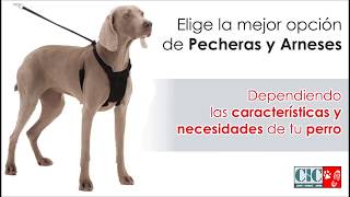 ¿Porque usar pecheras y arneses para perros [upl. by Llenna]