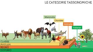 CLASSIFICARE GLI ORGANISMI VIVENTI [upl. by Marie-Ann]