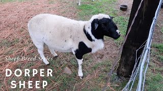 Dorper Sheep  Sheep Breed Series [upl. by Aratehs533]