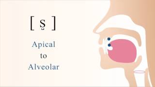 s̺  s  unvoiced apical alveolar sibilant fricative [upl. by Andrel499]