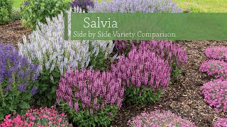 Salvia Variety Comparison  Walters Gardens [upl. by Survance]