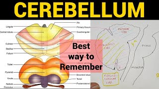 Cerebellum 1  Anatomy amp Physiology [upl. by Laehcar]