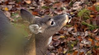 1 Form Of Scent Control For Deer [upl. by Kwarteng]