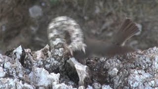 Iranian spidertailed viper tricks bird [upl. by Ennovad]