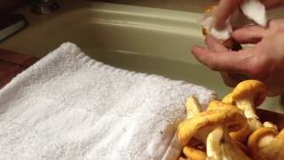 How to Clean Chanterelle Mushrooms [upl. by Noimad]