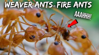 Ant War Weaver Ants vs Fire Ants [upl. by Thackeray745]