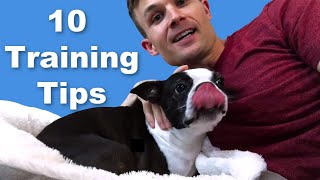 10 Boston Terrier Dog Training Tips  Puppies amp Adults [upl. by Alletsirhc]