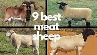 The 9 Best Sheep Breeds for Meat [upl. by Senga]