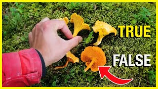 Chanterelle vs False Chanterelle [upl. by Surovy]