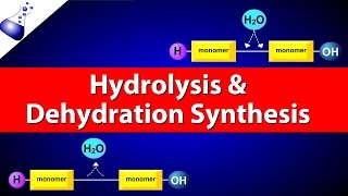 Hydrolysis and Dehydration Synthesis [upl. by Roleat]