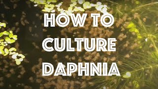 How To Culture Daphnia Magna [upl. by Ennej]