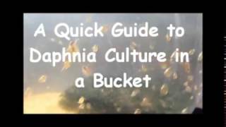 How to culture daphnia outside [upl. by Nared]