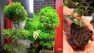 How to Propagate Eugenia From Cuttings ICU Method [upl. by Leumas]