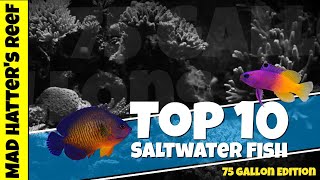 Top 10 Saltwater Fish for a 75 gallon Reef Tank [upl. by Rock]