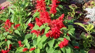 How to Grow Salvias from Seed [upl. by Ovid]