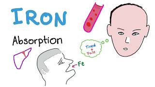 Iron Studies  Iron Absorption  Ferrous Fe2 Ferric Fe3 TIBC Transferrin  Part 1 [upl. by Resay]