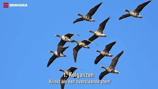 Vroege Vogels  Herken het ganzengeluid [upl. by Ever]