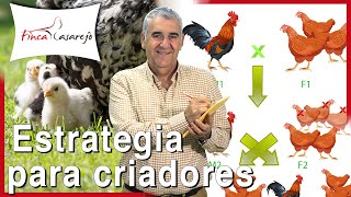 Cómo mejorar la línea en las gallinas estrategia para criadores [upl. by Elfrida989]