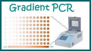 Gradient PCR [upl. by Cini946]