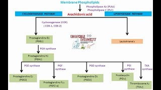 Prostaglandins  pharmacology [upl. by Odravde]