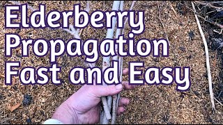 Hardwood Propagation  EASY Elderberry cuttings and more [upl. by Atteiluj]