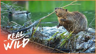 Why Do Beavers Build Dams Natures Engineers Wildlife Documentary  Natural Kingdom  Real Wild [upl. by Kirsch]