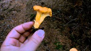 Chanterelle Identification [upl. by Eatnahc]